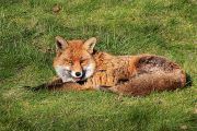 Fox � Flickr 'Restless Fiona'